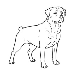 Fototapeta premium Rottweiler outline drawing standing dog illustration