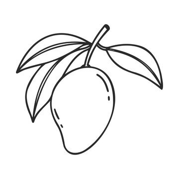 Black-and-white outline drawing of a mango with leaves