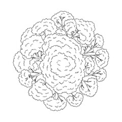 Monochrome top view of lush tree canopy with detailed branches and leaves