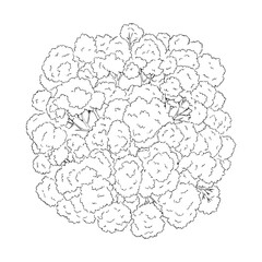 Fototapeta premium Round broccoli florets line art illustration for coloring and design