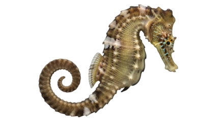Isolated Seahorse
