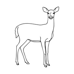 Fototapeta premium Outline drawing of a standing deer on white background