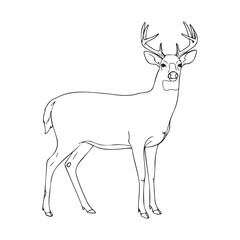 Fototapeta premium Line art of a majestic buck with antlers