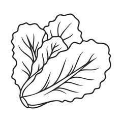 Outline drawing of lettuce leaves isolated on white background