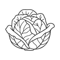 Obraz premium Intricate line art of cabbage with detailed leaf patterns