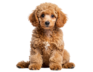  “Adorable Young Poodle Sitting with Tilted Head, Isolated on Transparent Background”.