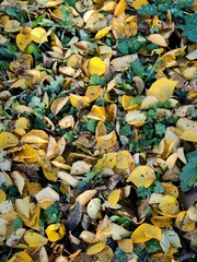 autumn leaves in water