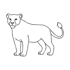 Fototapeta premium Black and white line drawing of a standing lioness illustration