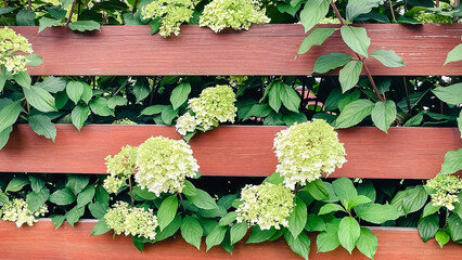 wooden board fence with hydrangea flowers