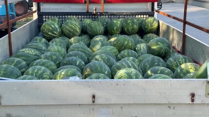 A truck bed filled with ripe watermelons, symbolizing harvest season, agriculture, and fresh produce evokes rural lifestyle and farm-to-table movement