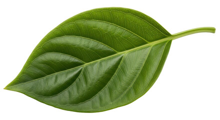 Obraz premium Isolated Leaf