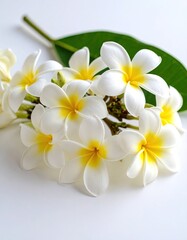 Fototapeta premium Close-up of a bouquet of plumeria flowers