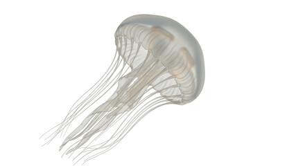 Isolated Jellyfish © Lisa