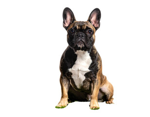 Fototapeta premium “French Bulldog sitting on a grass, isolated on transparent background”.