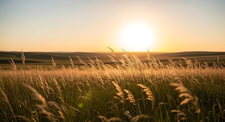 Golden sunset illuminates tall grasses in a vast, rolling field.