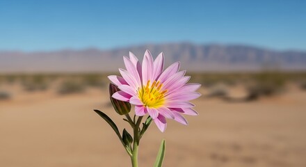 A single pink flower blooms brightly against a desert landscape, showcasing nature's beauty.
