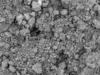 Monochrome Close-up of Dry, Clumpy Garden Soil Texture