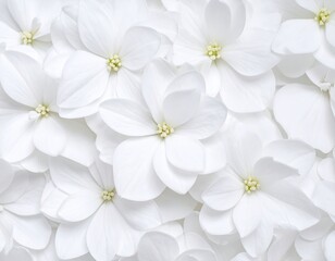 Close-up of many white flowers (1)