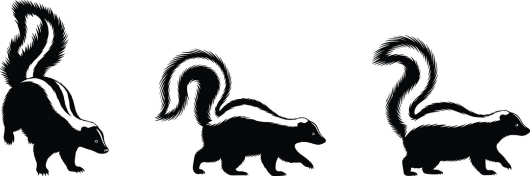 Three graphic skunks display their striped fur