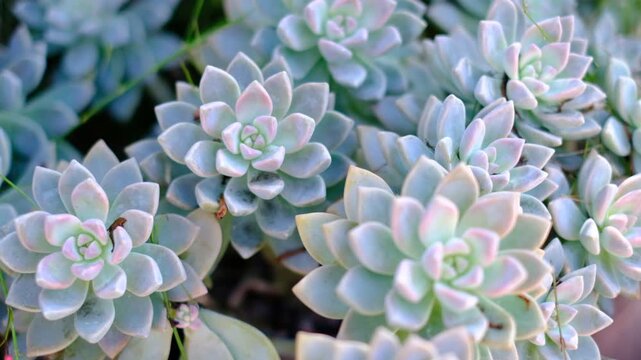 A group of white and pink flowers with green leaves are arranged in a white vase. The flowers are in a pot and are placed on a wooden surface