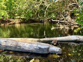view of a mangrove in Guadeloupe with its marshy environment and driftwood on the water
