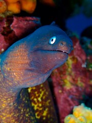 Gymnothorax thyrsoideus