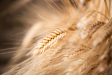 spikelets of ripe wheat with grain