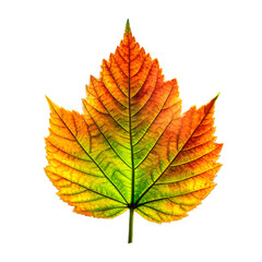 Leaf nature plant icon green 3d rendering illustration design with transparent background concept
