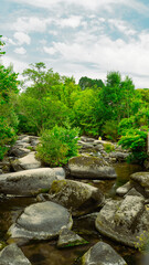 river with stones in the forest