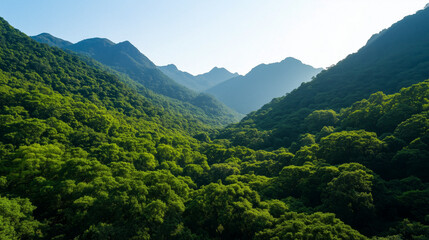 Obraz premium lush greenery and majestic Western Ghats landscape