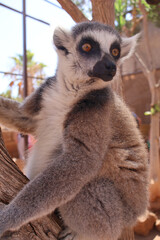 Close-Up of a Ring-Tailed Lemur Perched on a Tree Branch in Daylight. Ring-tailed lemur sitting...