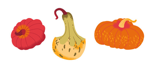 Colorful autumn gourds in various shapes, isolated on white background. Perfect for fall decor, harvest themes, and seasonal designs.