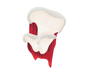 White mushrooms growing on vibrant red tree bark, stylized in vector form. Ideal for forest, nature, or fungal ecosystem themes.