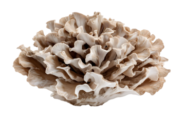 Close up of a large hen of the woods mushroom with ruffled edges on a black background
