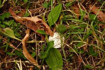 Lost money in the grass. Coin. money