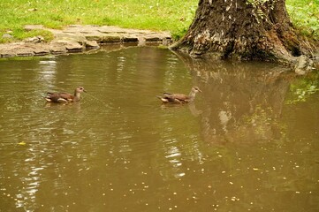 Waterfowl. Lake in the park. Birds.