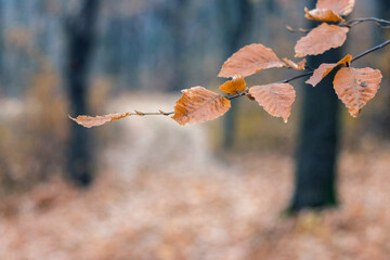 Brown dry autumn leaves on a thin branch with a blurred background, conveying an atmosphere of calm...