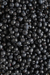 Blueberries. Fresh Forest Blueberries Closeup. Superfood.