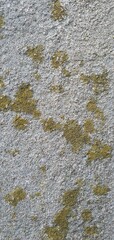 Close-up of a rough concrete wall with natural moss and lichen spots. Aged and weathered texture, ideal for backgrounds, grunge effects, or architectural design references.