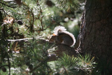 Eichhörnchen in der Kiefer