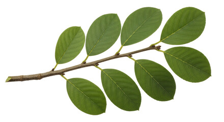 Isolated Green Leaves on Branch