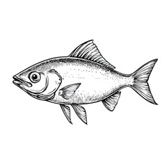 Obraz premium Ossetra Fish Sketch on White Background