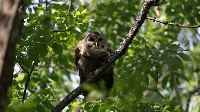 Barred owl calling or hooting in a forest