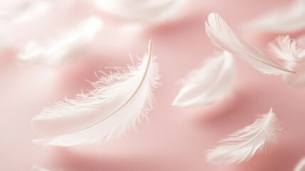 Obraz premium Ethereal White Feathers Floating on Blush Pink Background: Delicate Airy Dreamlike Photography.