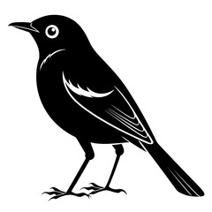 Obraz premium Bird, Black, Animal, Flying, Freedom, Nature, Wildlife, Feather, Wing, Avian, Beak, Sky, Songbird, Sparrow, Robin, Finch, Dove, Pigeon, Cardinal, Jay, Swallow, Wren, Perching, Branch, Tree, Forest, Wi