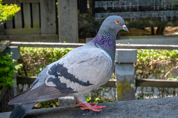 close-shot of a pigeon in Japan