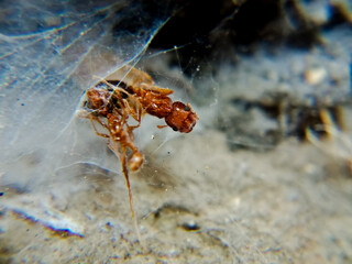 A cluster of dead ants is entangled in a spider web. 