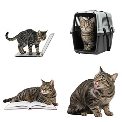 Set Tabby cat exploring laptop, resting on book, and in carrier isolated on transparent background 