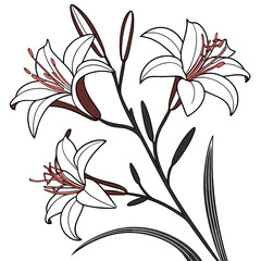 hemerocallis bloemen on white background