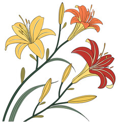 hemerocallis bloemen with leaves